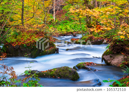 Oirase Stream (Autumn) Oirase Stream (Autumn) 105372510
