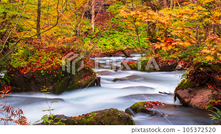 Oirase Stream (Autumn) Oirase Stream (Autumn) 105372520