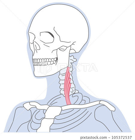 頸部前斜角肌結構 105372537