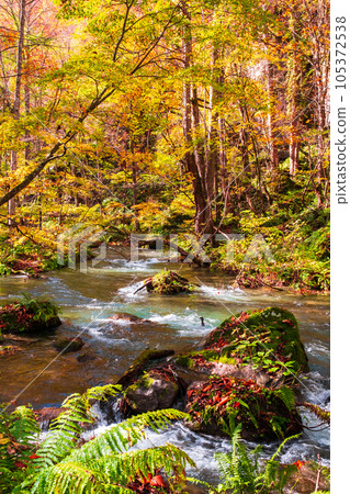奧入瀨溪流（秋季） 105372538