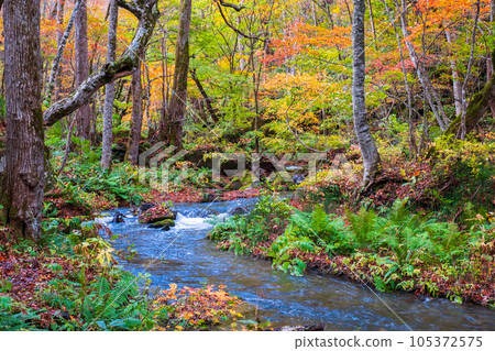 Oirase Stream (Autumn) 105372575