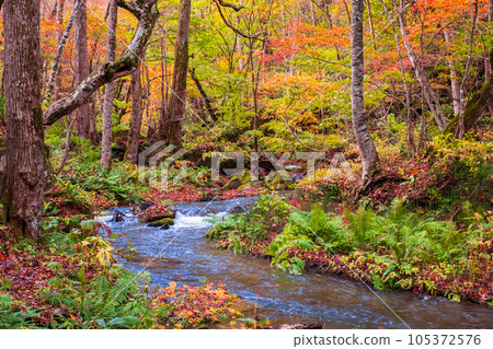 Oirase Stream (Autumn) 105372576