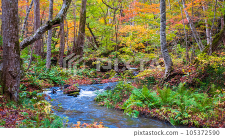 Oirase Stream (Autumn) Oirase Stream (Autumn) 105372590