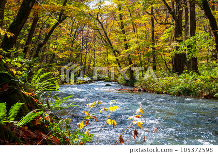 Oirase Stream (Autumn) 105372598