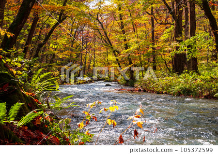 Oirase Stream (Autumn) 105372599