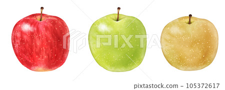 Red apple, green apple and pear painted by watercolor 105372617