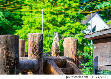 cute meerkat in the zoo cute meerkat in the zoo 105372618