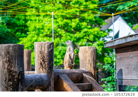 cute meerkat in the zoo 105372619