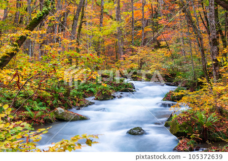 Oirase Stream (Autumn) 105372639