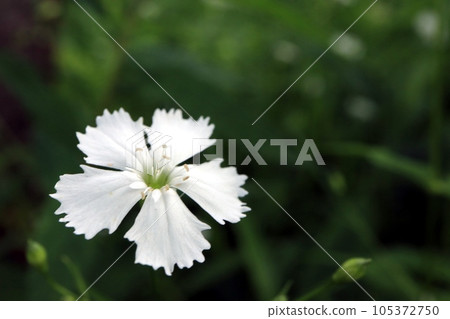 漂亮的白花千手柑皮 漂亮的白花千手柑皮 105372750