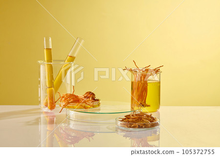 Minimalist empty display product presentation scene with cordyceps. On the yellow background, lab equipment containing Cordyceps militaris and yellow liquid, blank space to place mockup 105372755