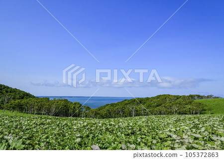 Cape Shireba in eastern Hokkaido Cape Shireba in eastern Hokkaido 105372863