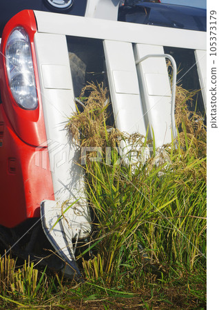 Harvesting rice with a combine harvester 105373179