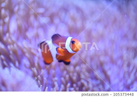 小丑anemonefish和海葵 105373448