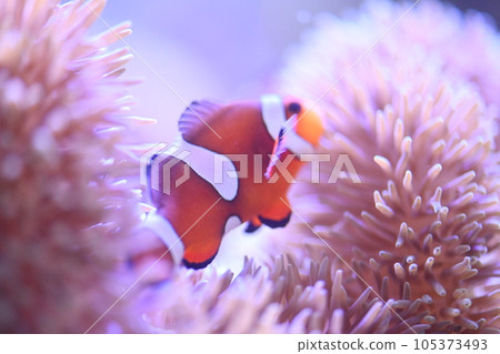Clown anemonefish and sea anemones Clown anemonefish and sea anemones 105373493