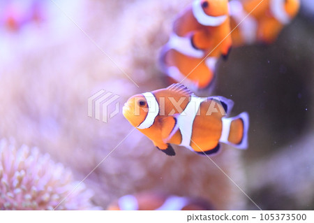 Clown anemonefish and sea anemones 105373500