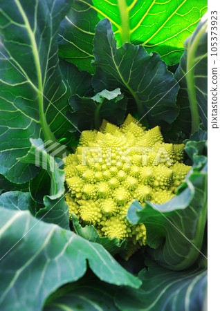 西蘭花還是花椰菜？羅馬內斯科 105373923