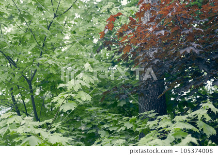 Natural background of green and red maple leaves with space to copy. Natural background. High quality photo Natural background of green and red maple leaves with space to copy. Natural background. High quality photo 105374008