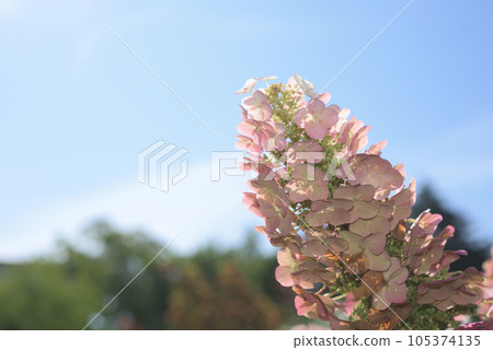 柏葉繡球花，藍天映襯下有許多白色和粉紅色的觀賞花 105374135