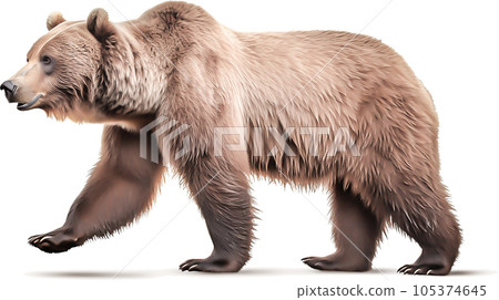 Image of Grizzly - No2-8 - 105374645