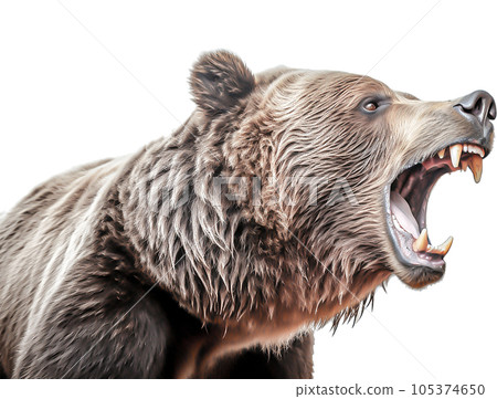 Image of Grizzly - No2-3 - 105374650