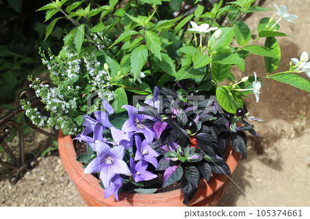 Group of flowers arranged in purple and white Group of flowers arranged in purple and white 105374661
