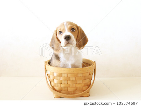 比格犬,籃子裡的小狗 比格犬,籃子裡的小狗 105374697