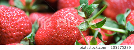 Fresh ripe strawberry as background. 105375289