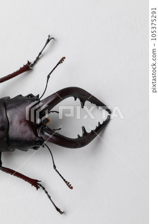 Stag beetle 105375291