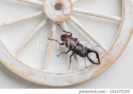 Stag beetle Stag beetle 105375293