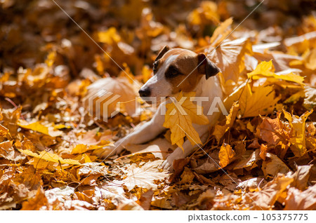 Jack Russell Terrier dog holding a yellow maple leaf on a walk in the autumn park. Jack Russell Terrier dog holding a yellow maple leaf on a walk in the autumn park. 105375775