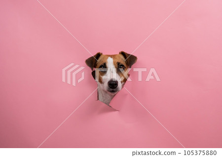 Funny dog jack russell terrier tore pink paper background. Funny dog jack russell terrier tore pink paper background. 105375880