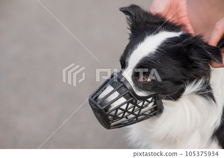 Woman walks 2 dogs. Close-up of female legs, border collie and bull terrier in muzzles and on leashes on a walk outdoors. Woman walks 2 dogs. Close-up of female legs, border collie and bull terrier in muzzles and on leashes on a walk outdoors. 105375934