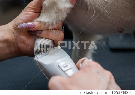 Groomer cuts hair on the paws of a chihuahua in a grooming salon. Funny decorative dog.  105376065