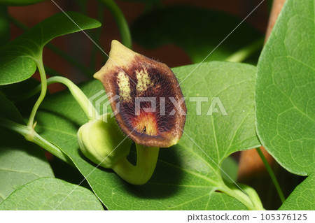 Flower of a horn tuna Flower of a horn tuna 105376125