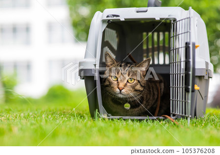 Calm confident gray tabby cat lies in a carrier on green grass outdoors. Calm confident gray tabby cat lies in a carrier on green grass outdoors. 105376208