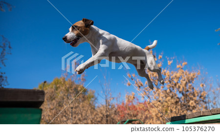 Jack Russell Terrier dog jumping from one wooden bench to another in the dog playground. Jack Russell Terrier dog jumping from one wooden bench to another in the dog playground. 105376270