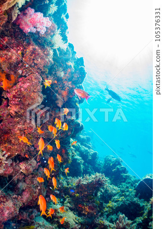 A group of beautiful snapdragons and others at Hirizo Beach in Minamiizu 105376331