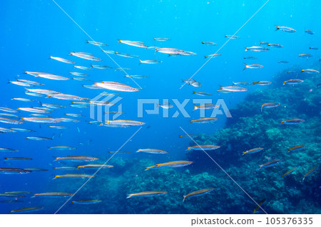 南伊豆Hirizo海灘上一群美麗的台灣梭魚 105376335