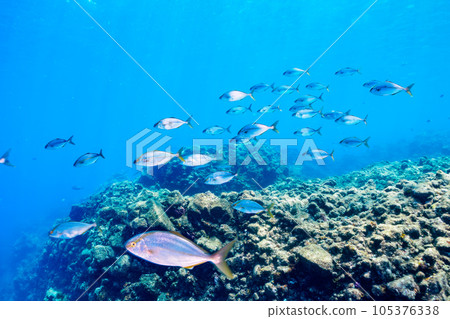 A flock of Greater amberjack targeting a large group of silver-stripe round herring on Hirizo beach in Minamiizu 105376338