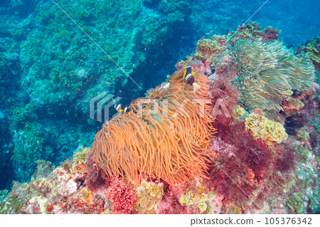 南伊豆 Hirizo 海灘上美麗的海葵群和海葵魚家族 105376342