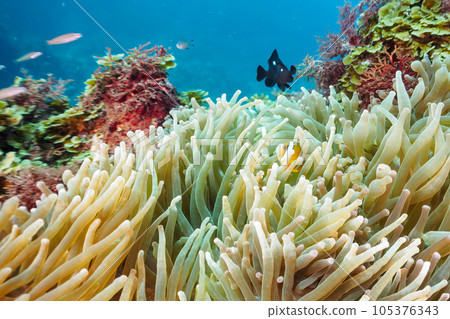 A beautiful colony of sea anemones and an anemone fish family on Hirizo Beach in Minamiizu 105376343