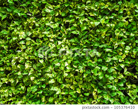 Epipremnum Aureum Growth Tree Background, Heart Shaped Leaves Vine Backdrop, Devil's Ivy Wall Green, Garden Hang, Ornamental Plants Park Frame, Golden pothos, Popular Foliage Rropical Houseplant. Epipremnum Aureum Growth Tree Background, Heart Shaped Leaves Vine Backdrop, Devil's Ivy Wall Green, Garden Hang, Ornamental Plants Park Frame, Golden pothos, Popular Foliage Rropical Houseplant. 105376410