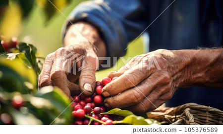 close up hands farmer harvesting arabica coffee bean close up hands farmer harvesting arabica coffee bean 105376589
