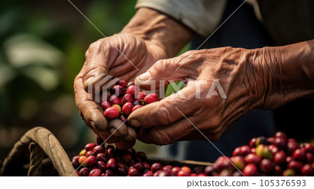close up hands farmer harvesting arabica coffee bean red cherry close up hands farmer harvesting arabica coffee bean red cherry 105376593