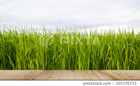Mock Up Wooden Table on Jasmine Rice Plant with Blue Sky Background,Empty Counter Cooking with Orgarnic Rice Tree,Garden Farmer in Thailand, Traditional raw Food Vegaetarian for Asian,Nature Garden. 105376725