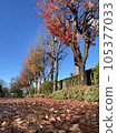 Autumn leaves 105377033