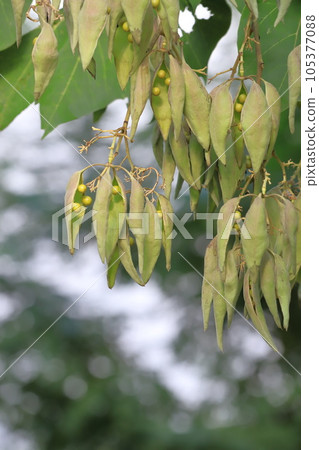 Seeds of Aogiri that have grown abundantly 105377088