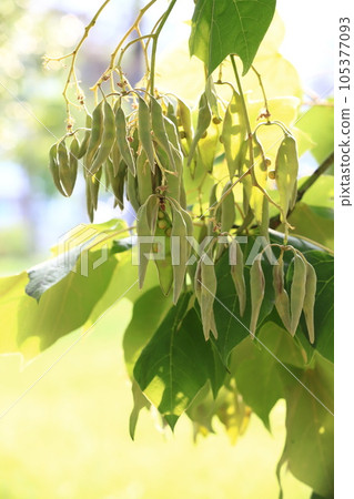 大量生長的青桐種子 大量生長的青桐種子 105377093