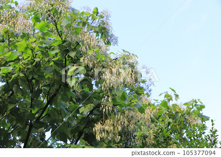 大量生長的青桐種子 大量生長的青桐種子 105377094